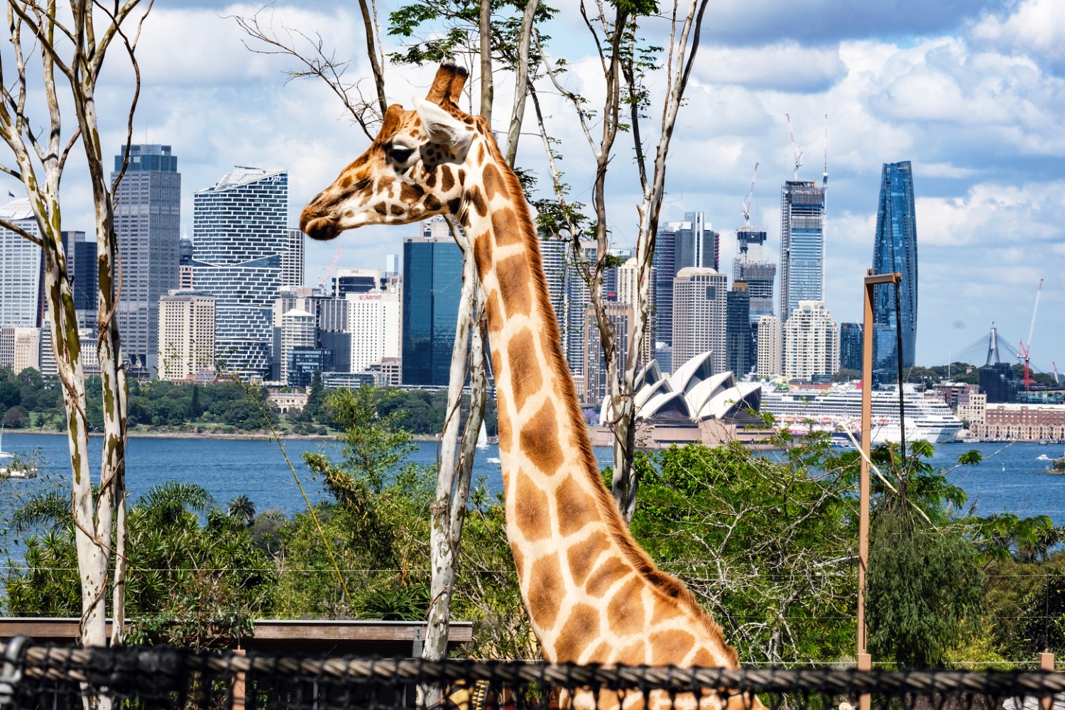 Sidney, view from Taronga Zoo