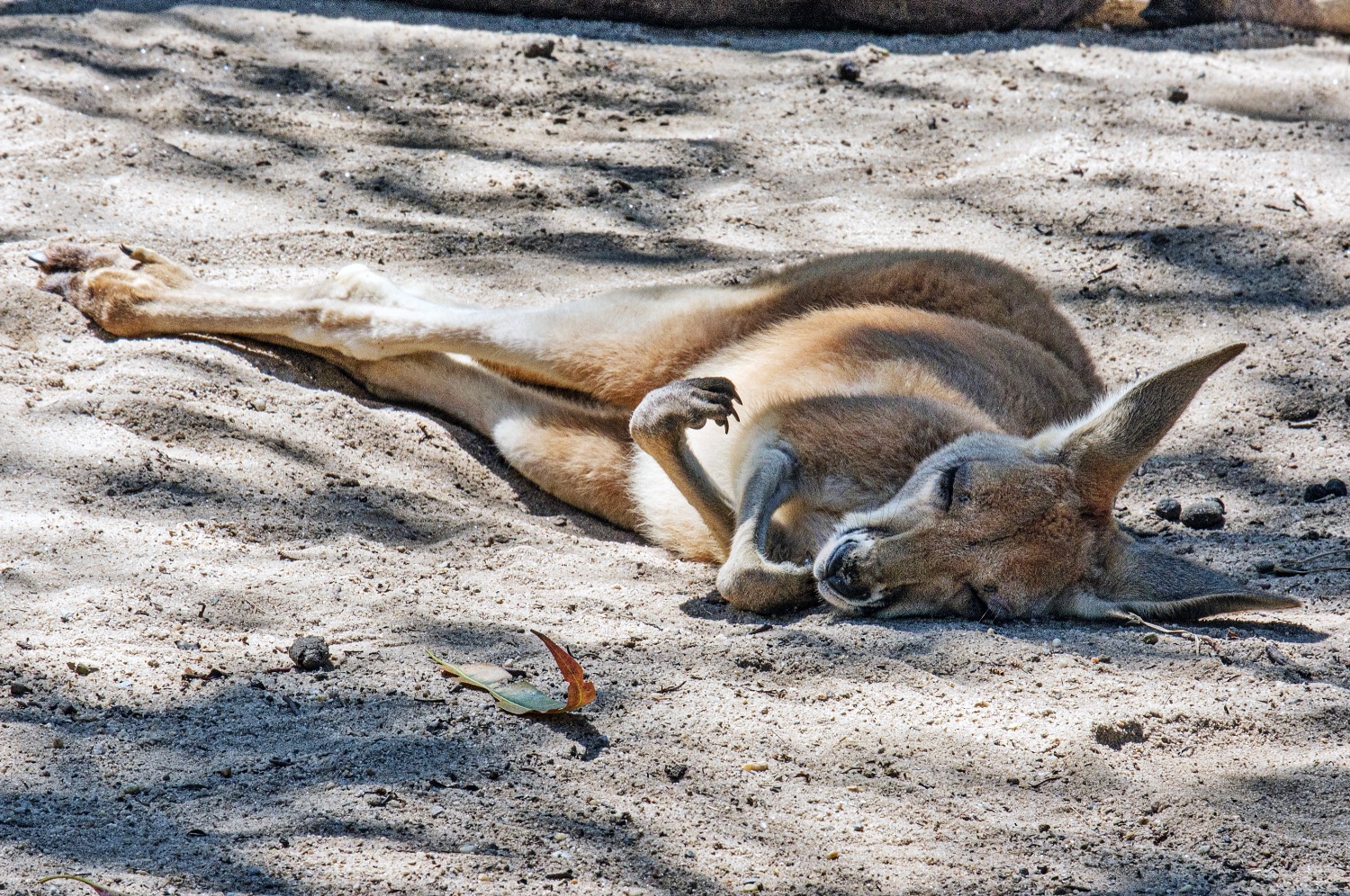 Sidney, kangaroo at Taronga Zoo