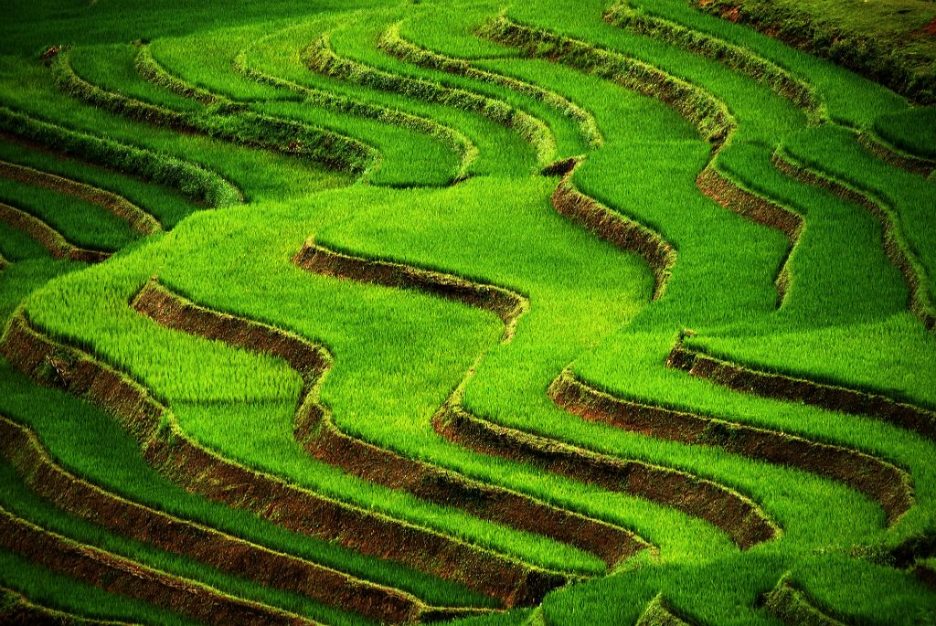 Rice terraces in the mountains of Sapa (Vietnam), 2007