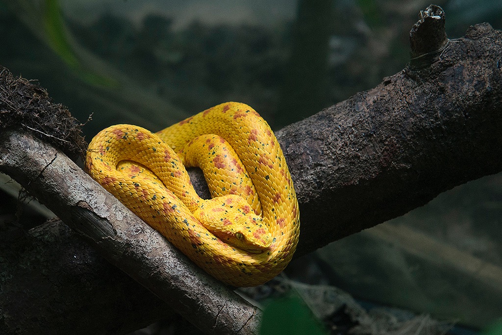 Monteverde, poisonous snake bocaraca (Costa Rica), 2016