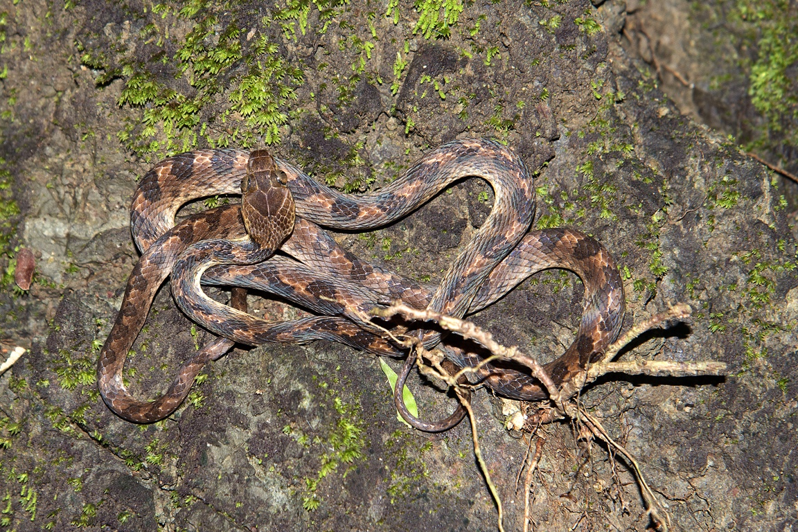 Manuel Antonio N.P., eye-cat snake