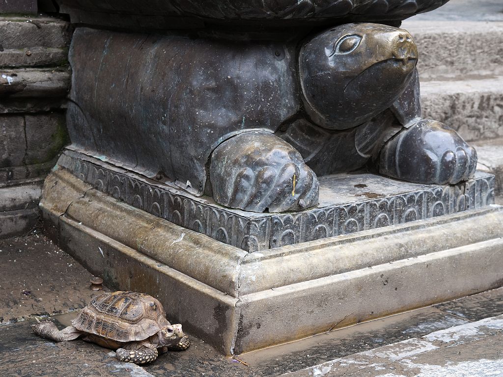 Patan, turtles in the Golden Temple