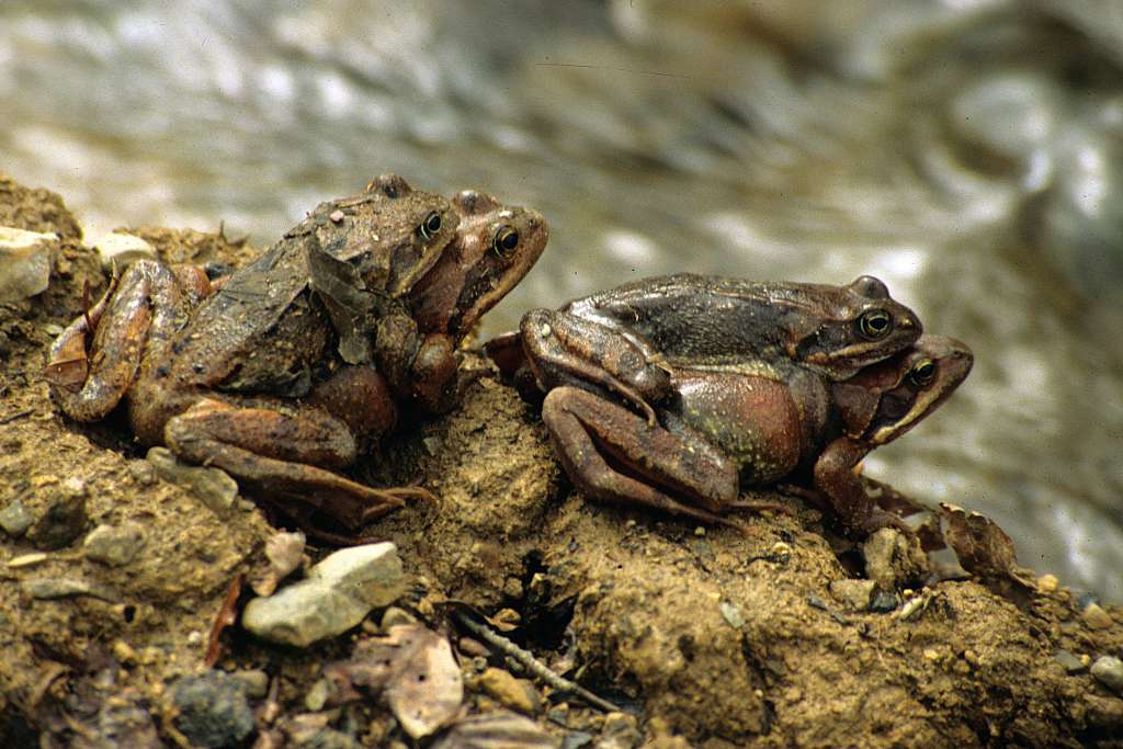 The "amplexus" or sexual embrace lasts up to 45 minutes