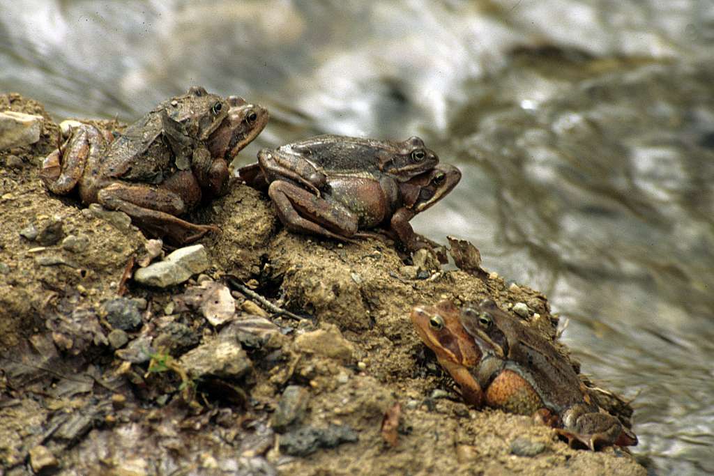 The color of the skin helps the frogs to be unnoticed in a very defenseless moment
