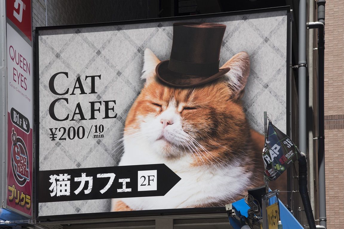 Tokyo, Harajuku neighborhood, Takeshita-Dori, cat cafe