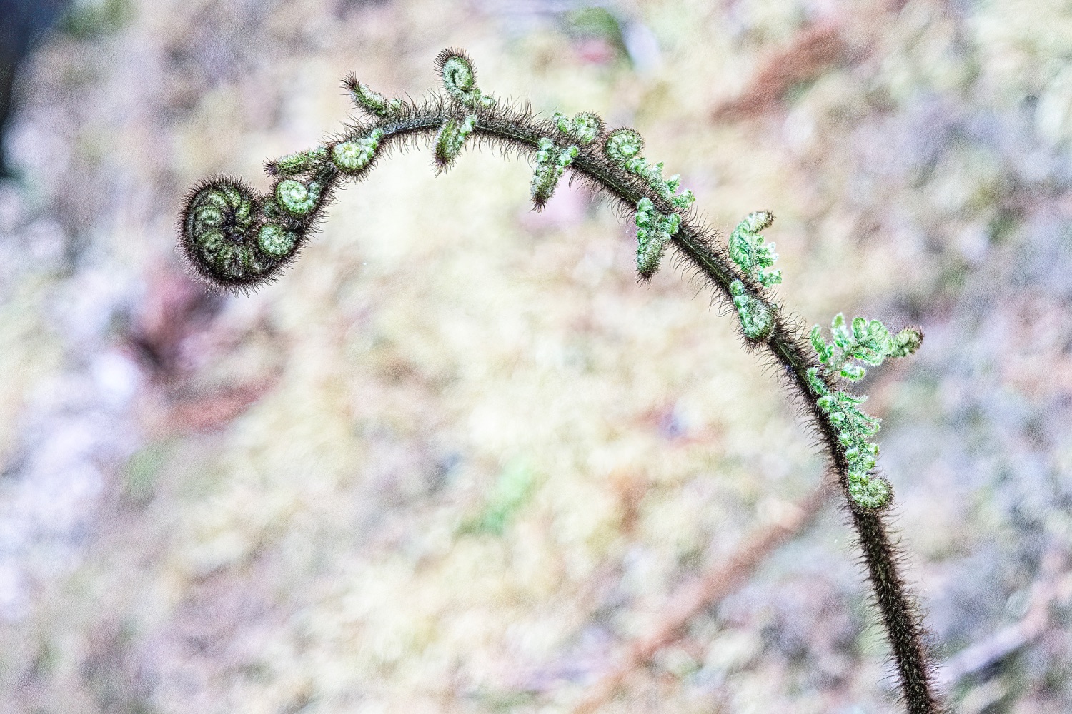 Trail to Lake Matheson, sprout of a new fern