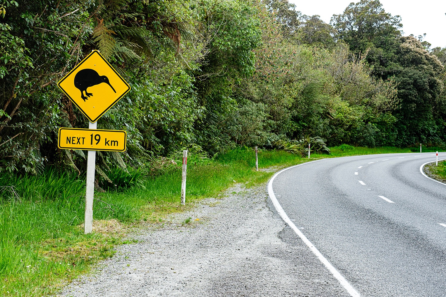 Kiwi sign on the road