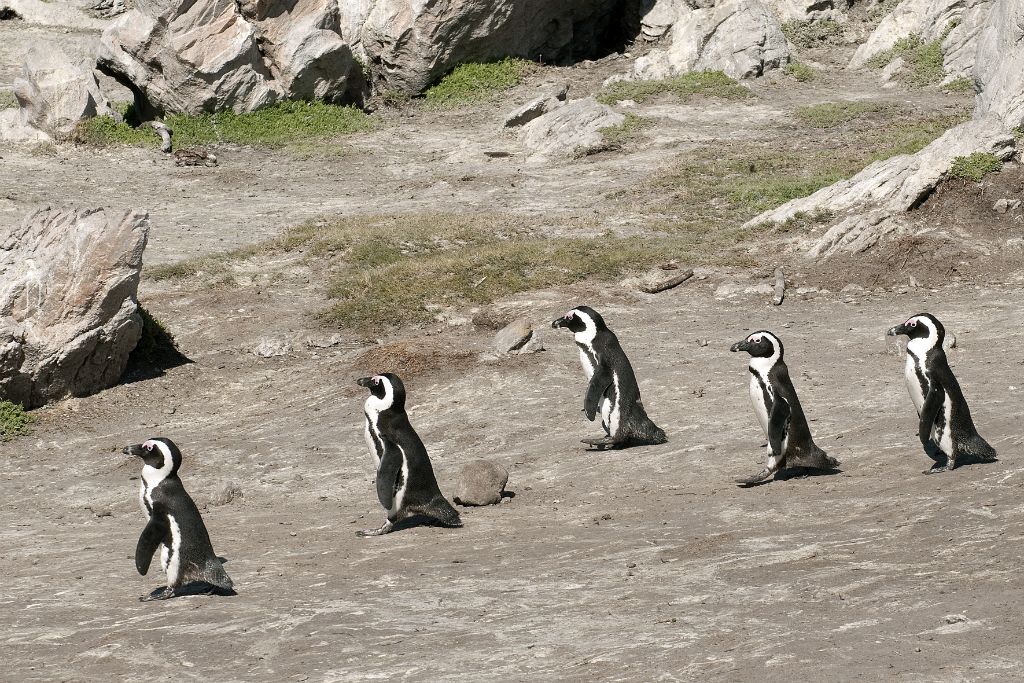 Betty's Bay, african penguins