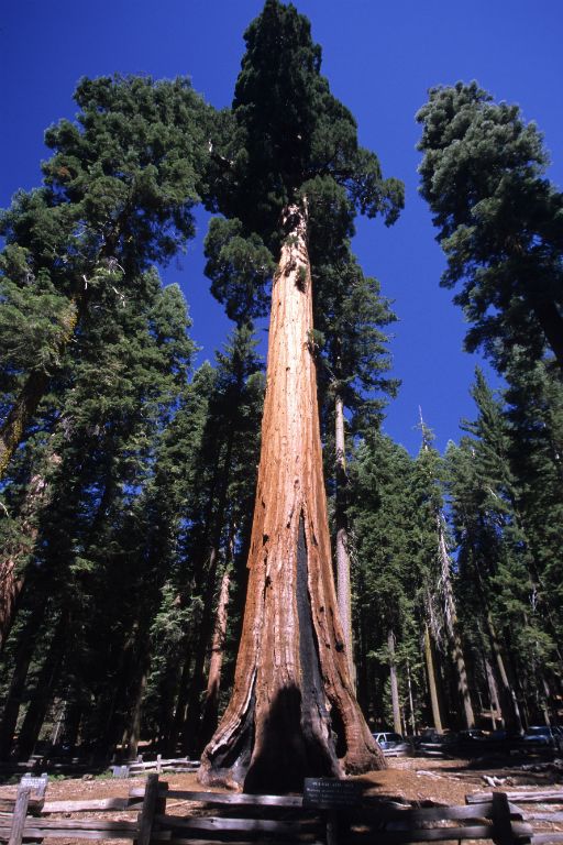 Yosemite National Park, giant sequoias