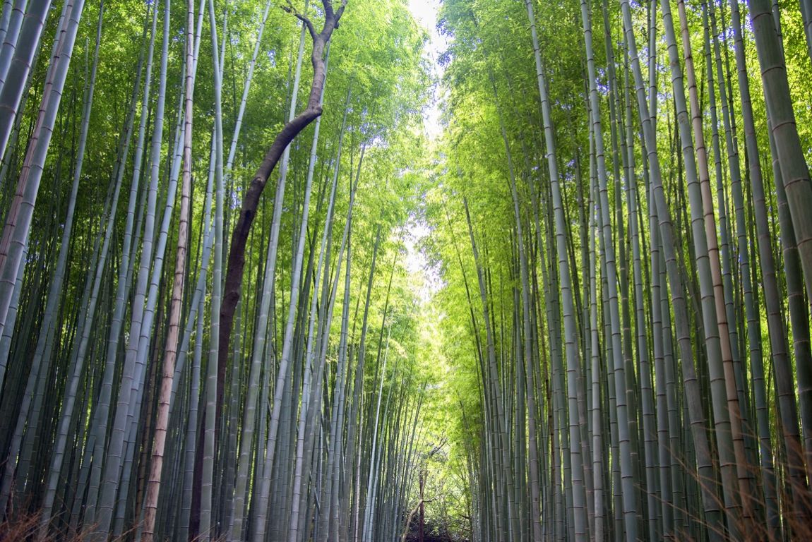 Kioto, bosque de bambú