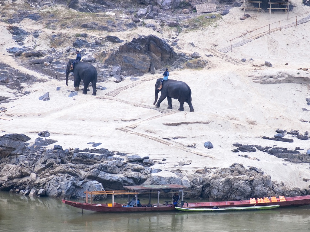 Pakbeng, elefantes volviendo del baño en el río Mekong
