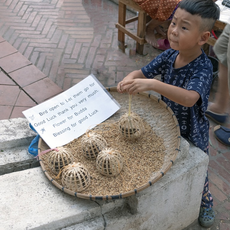 Luang Prabang, niño vendiendo pájaros para liberar