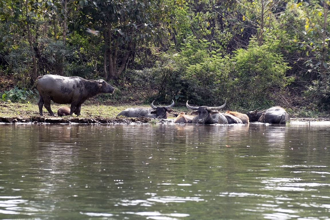Vang Vieng, búfalos de agua