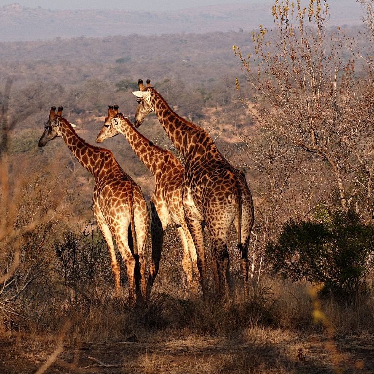 Kruger National Park, jirafas