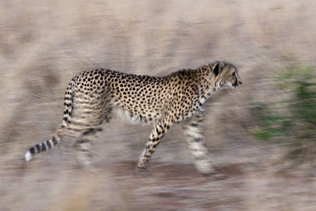 Kruger National Park, guepardo