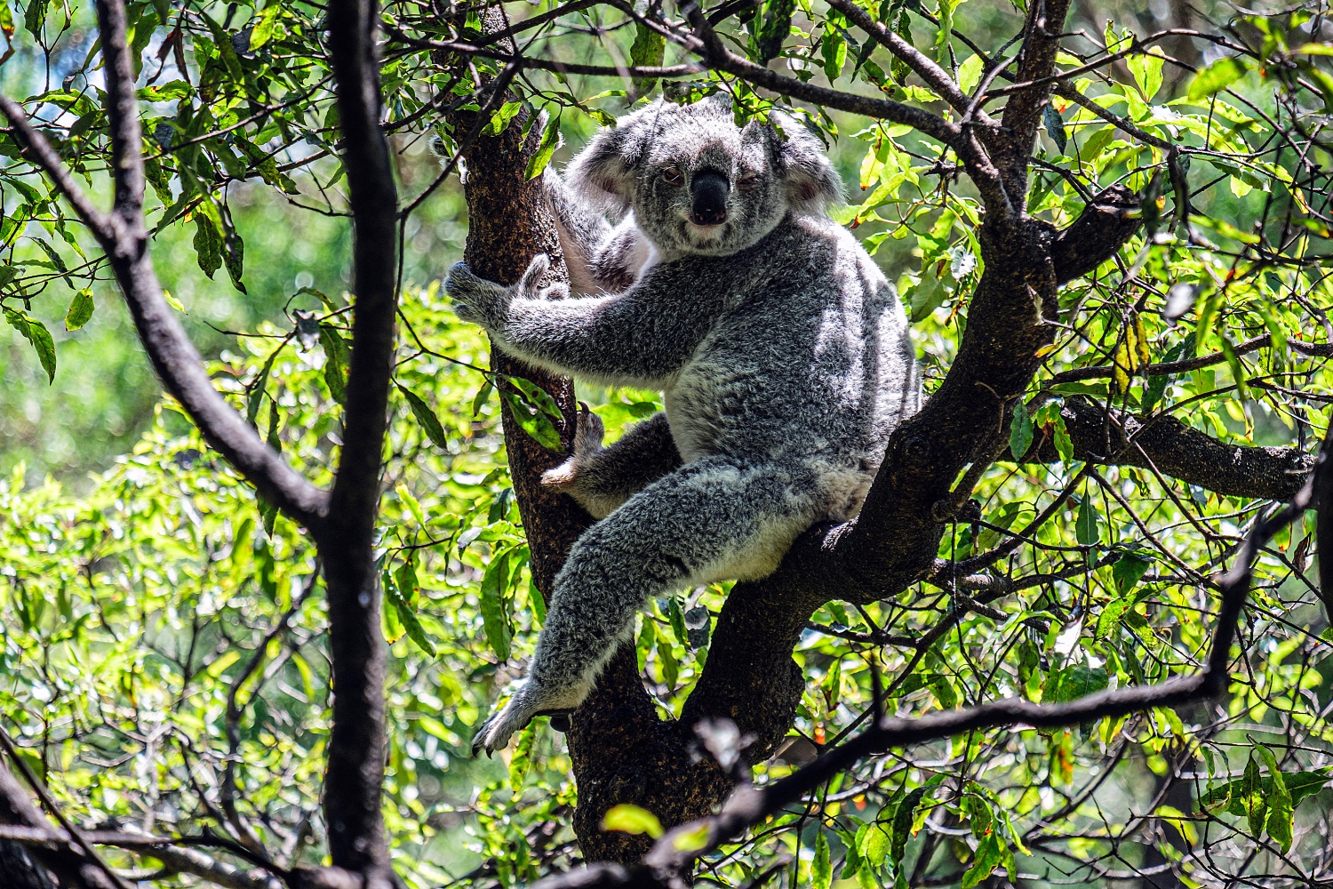 Sidney, koala en Taronga Zoo