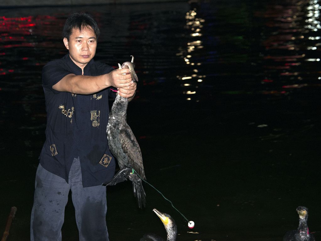 Guilin, pesca con cormorán