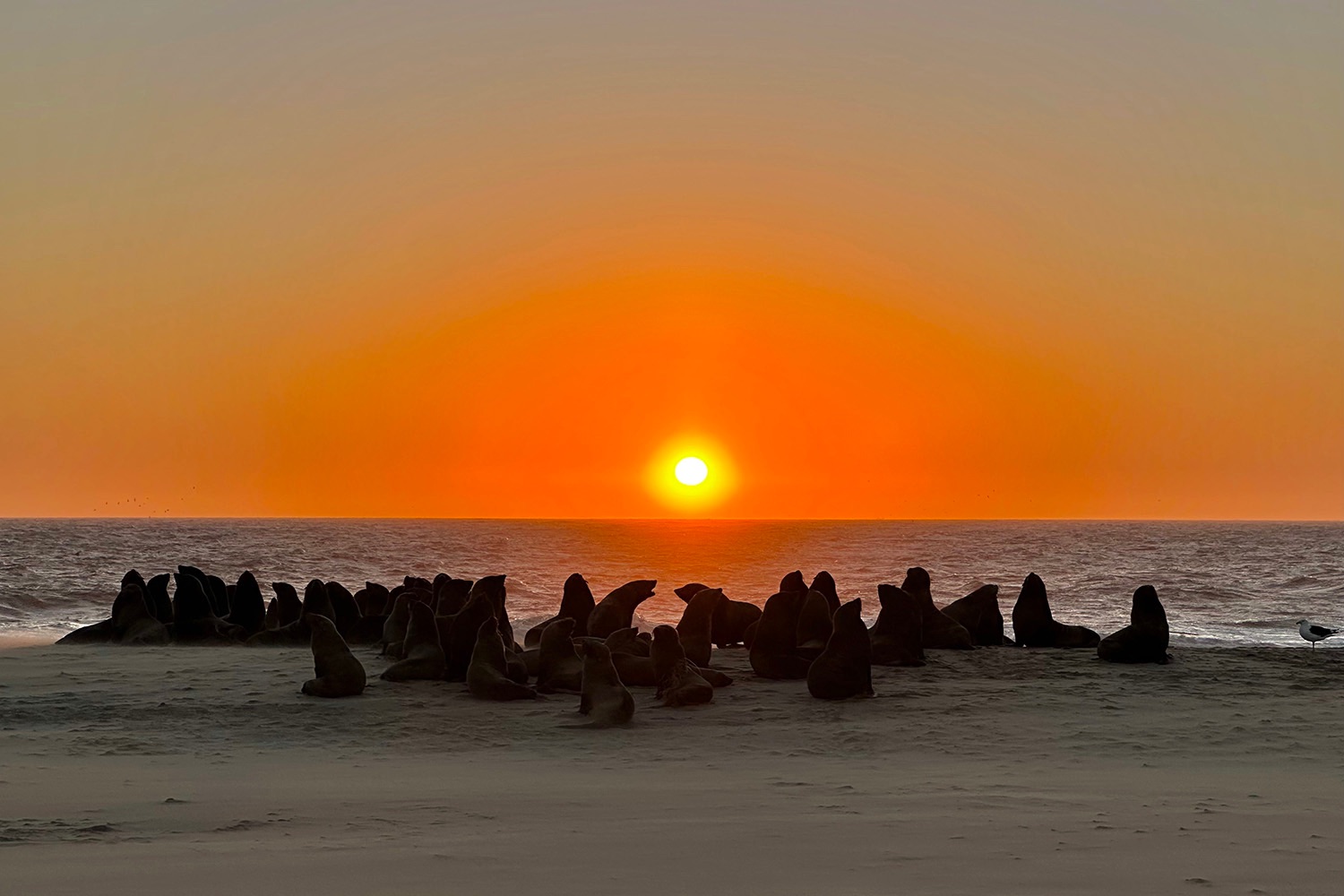 Leones marinos en Walvis Bay (Namibia), 2025