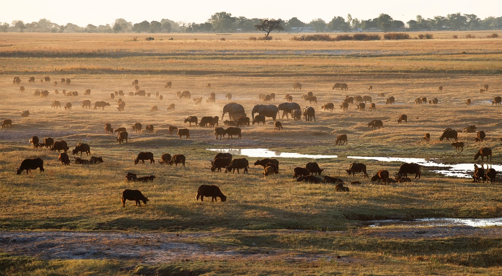 Parque Nacional de Chobe (Botsuana), 2019
