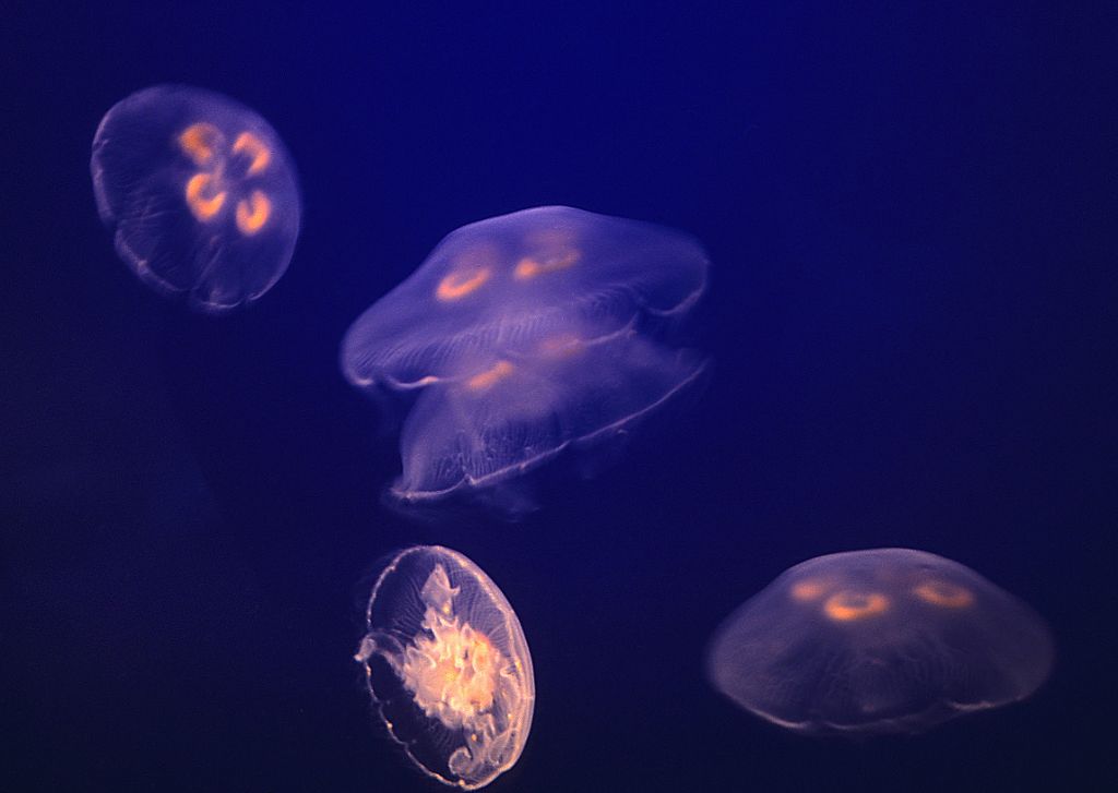 Jellyfish, Vancouver Aquarium (Canada), 2000