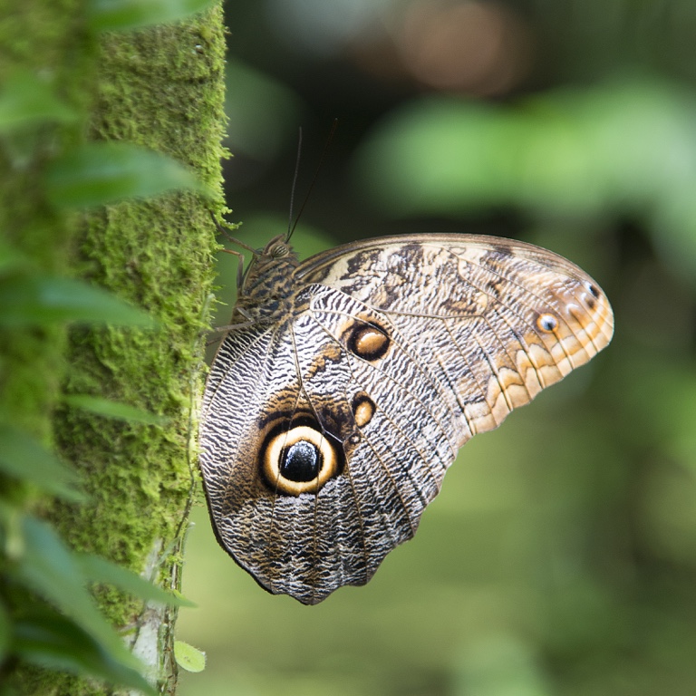 Tortuguero, morpho butterfly
