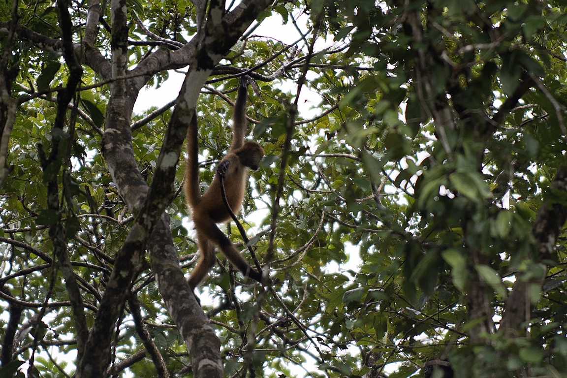 Tortuguero, spider monkey