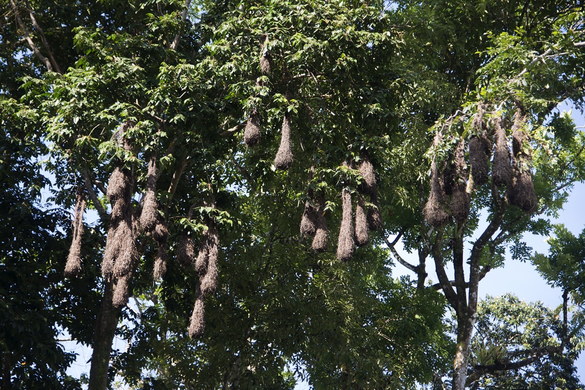 Tortuguero, oriole nests