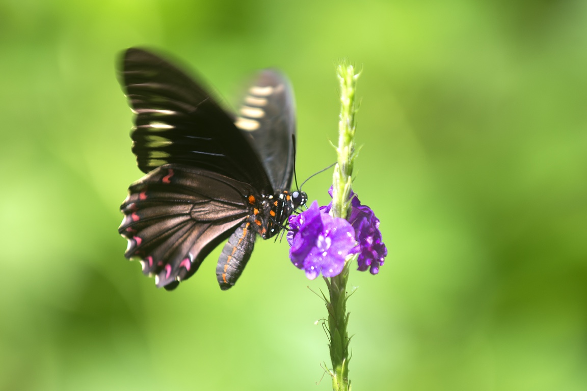 Arenal, butterfly