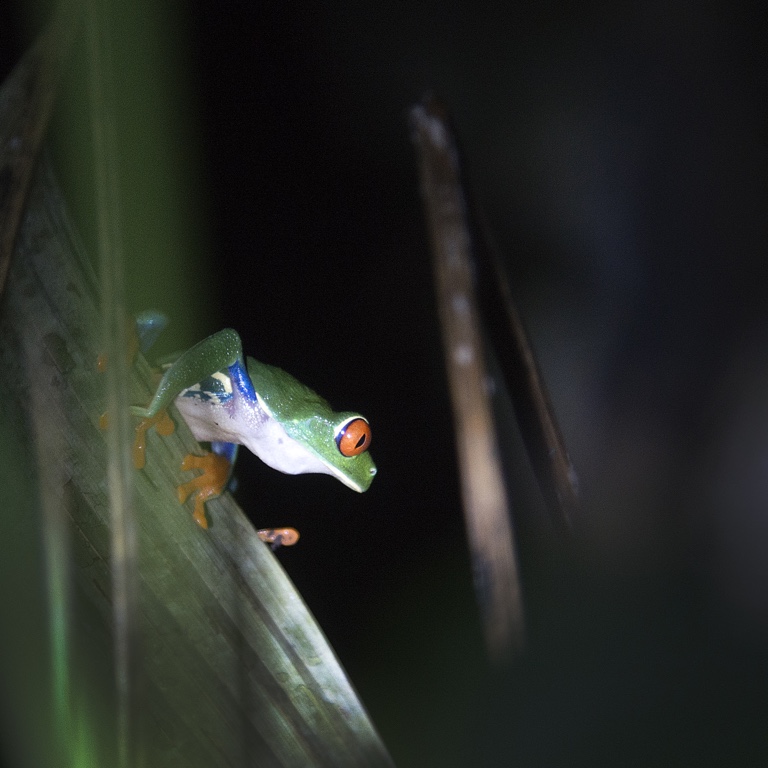Arenal, red-eye tree frog