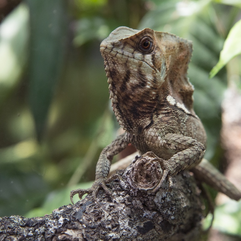 Monteverde, helmet head lizard
