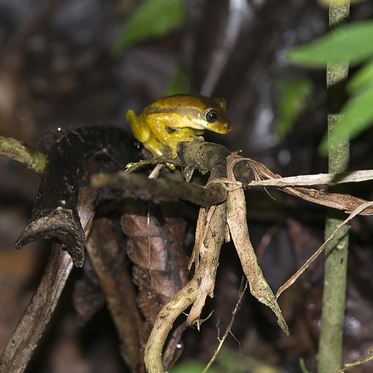 Monteverde, tree frog