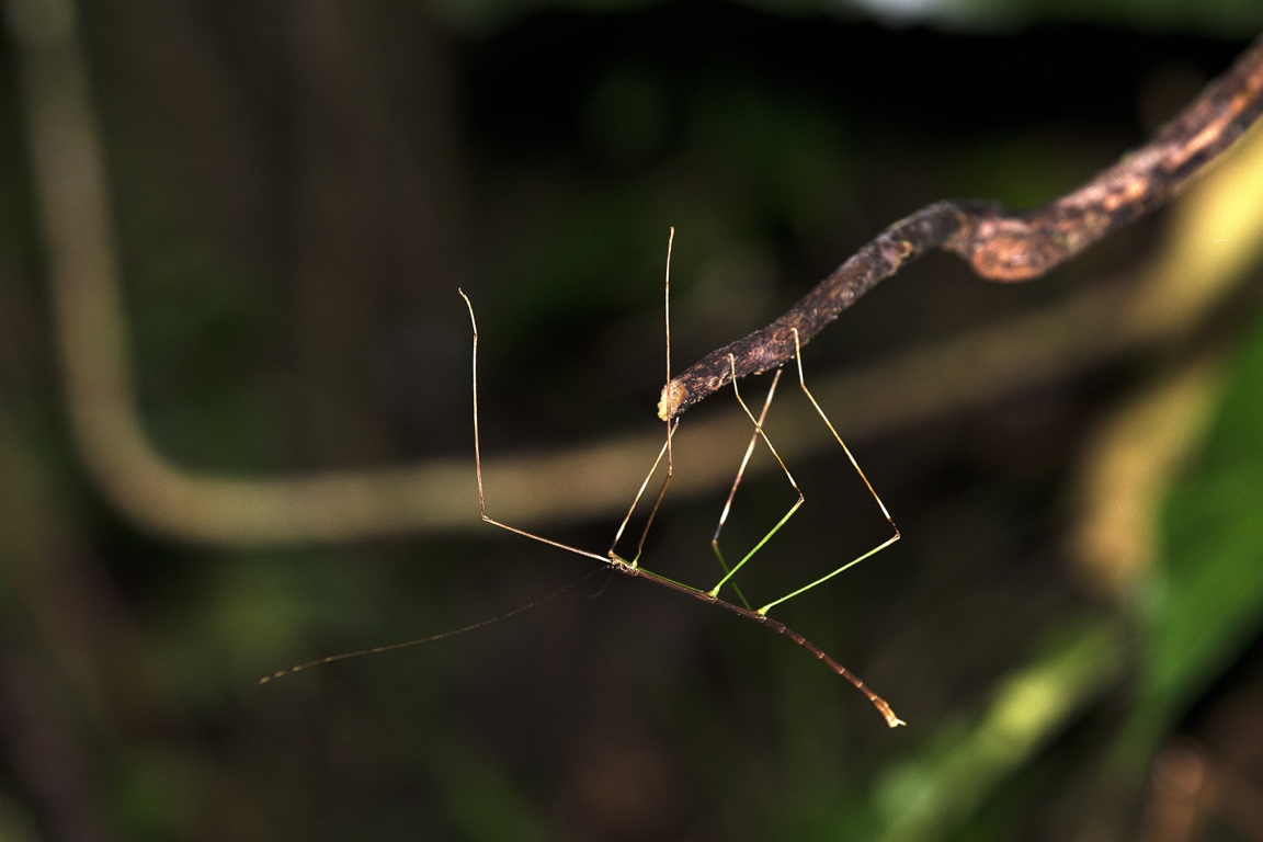 Monteverde, stick insect