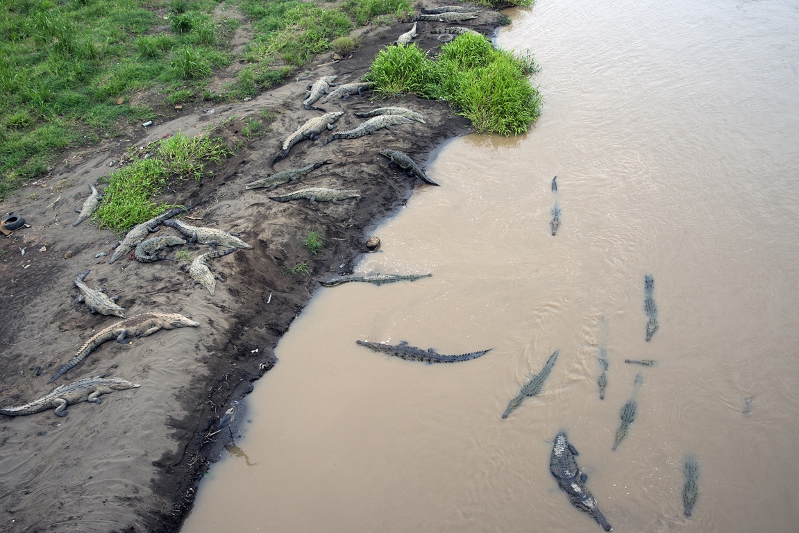 Tarcoles River, crocodiles