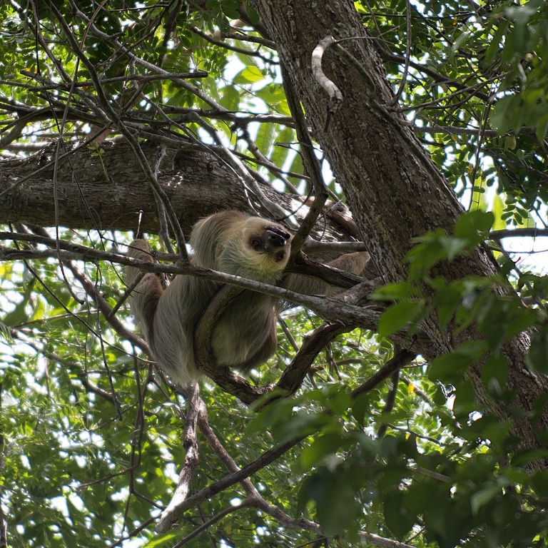 Manuel Antonio N.P., sloth