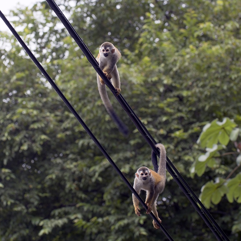 Manuel Antonio N.P., squirrel monkeys