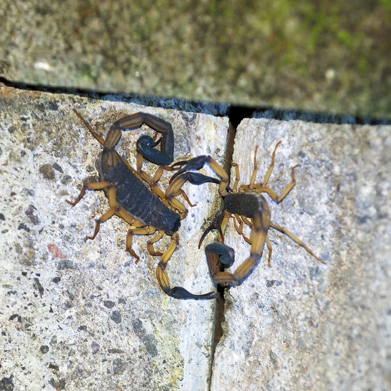 Manuel Antonio N.P., scorpions copulating
