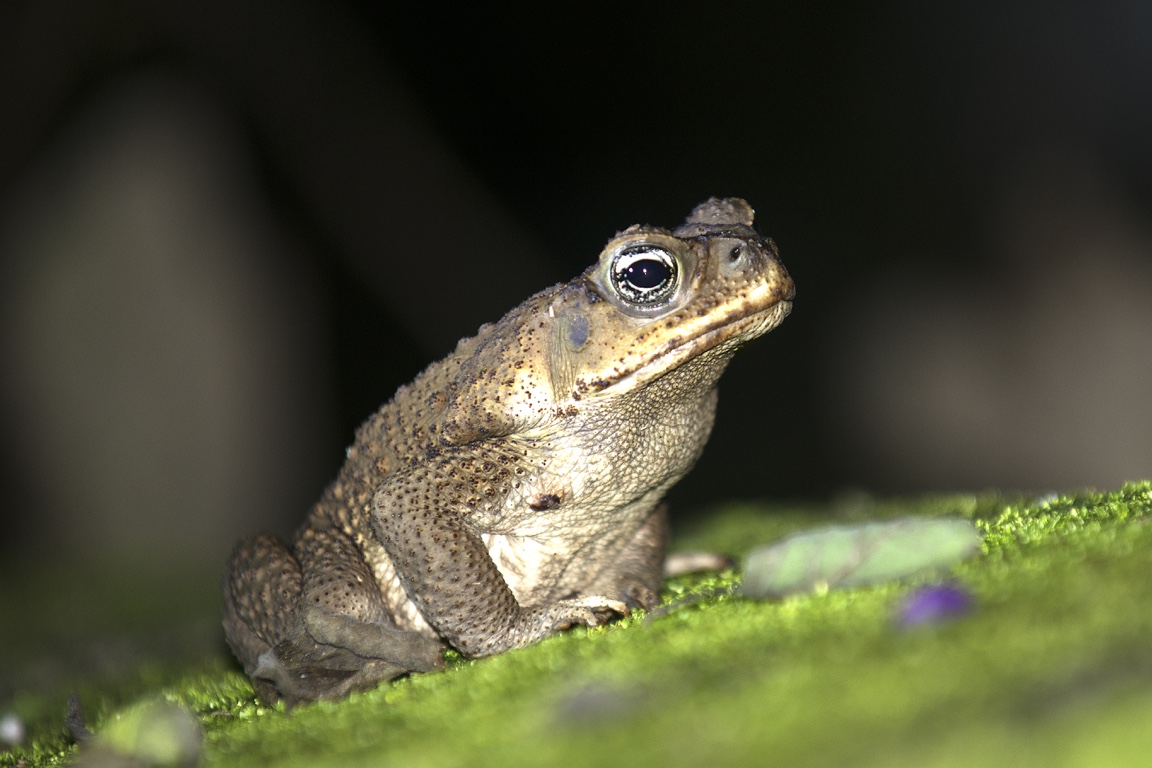 Manuel Antonio N.P., toad