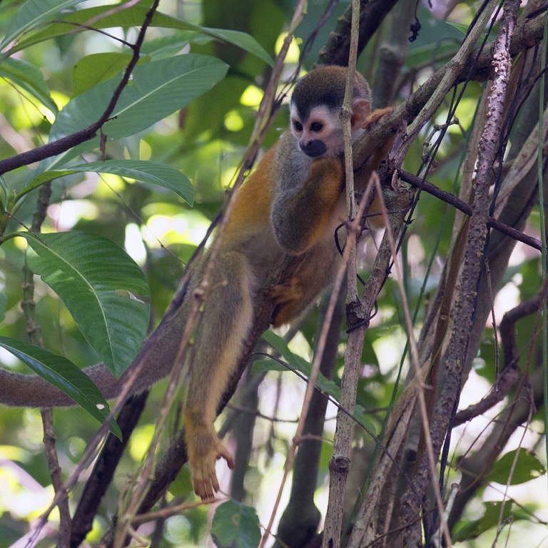 Manuel Antonio N.P., squirrel monkey