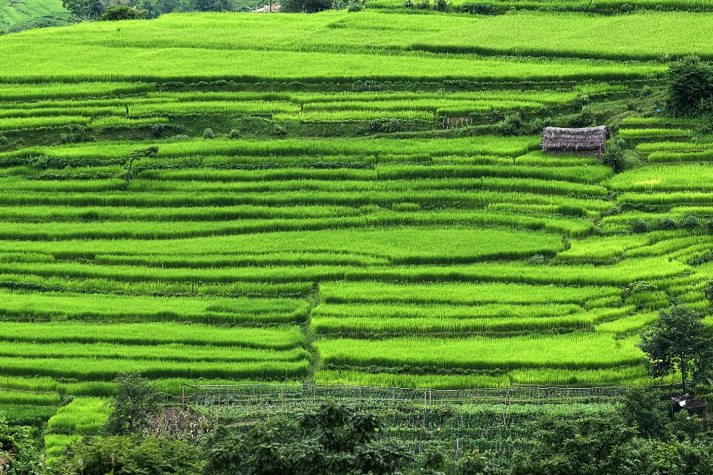 Rice fields on the way from Bhaktapur to Dakshincali