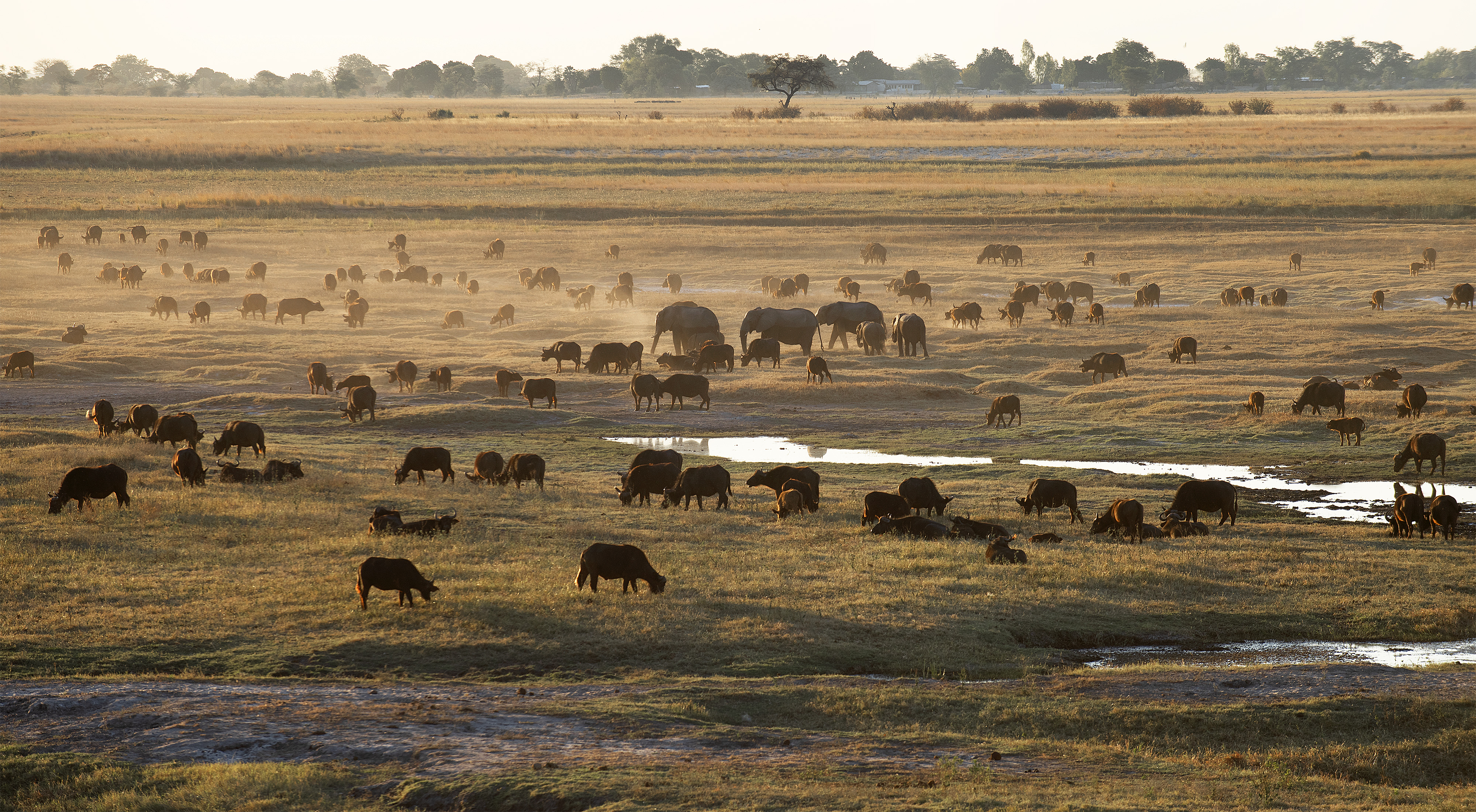 Chobe National Park (Botswana), 2019