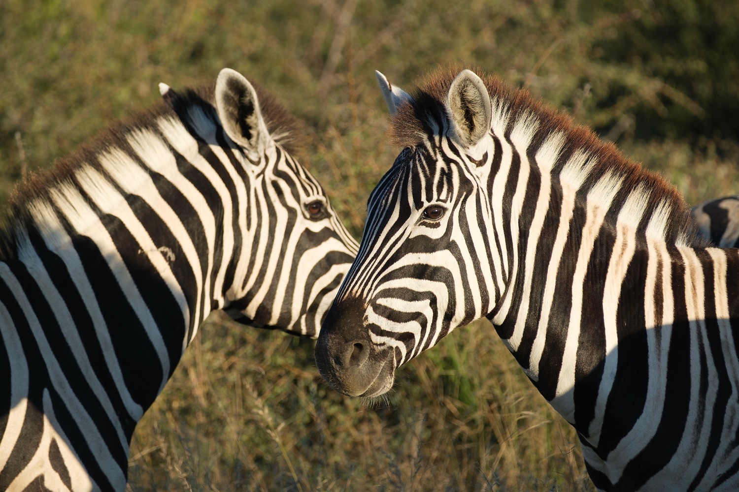 Zebras, Etosha National Park