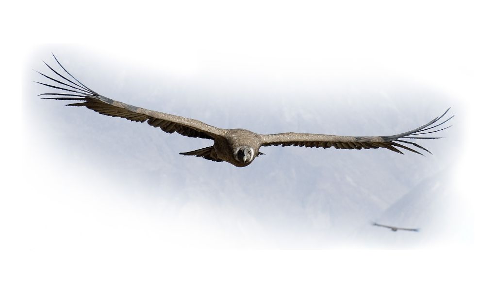 Colca Canyon, the flight of the condor 
