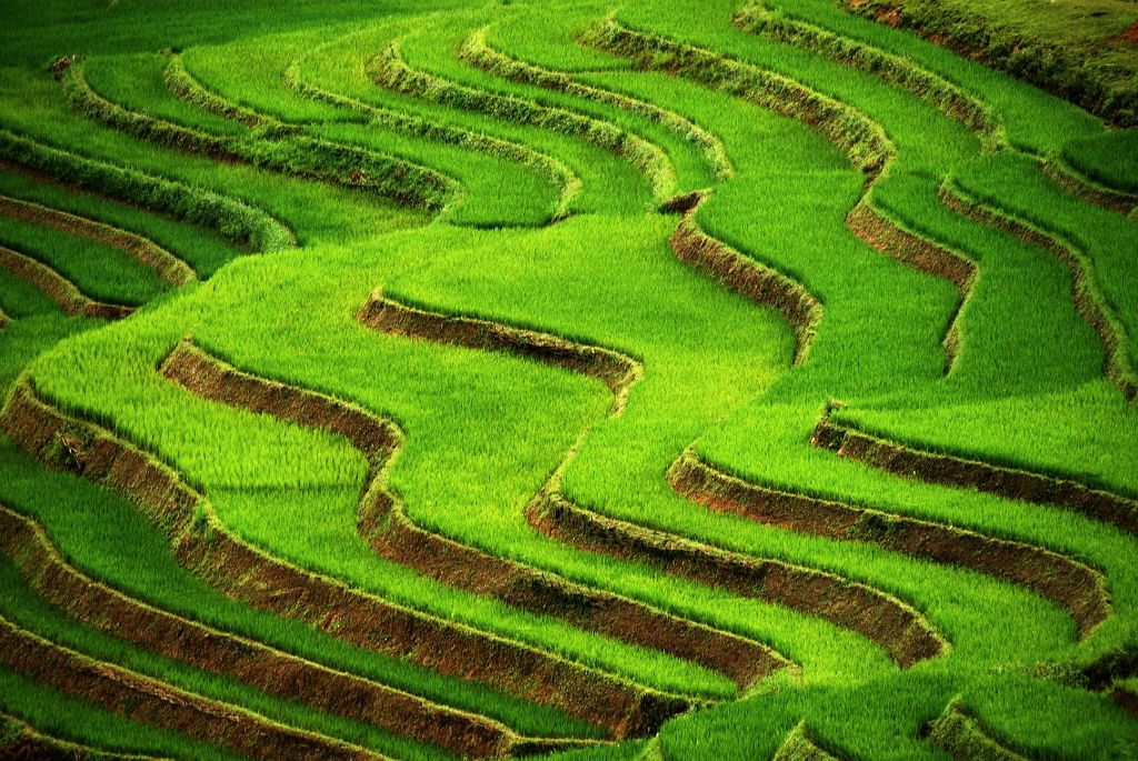 Vietnam - Rice terraces in the mountains of Sapa