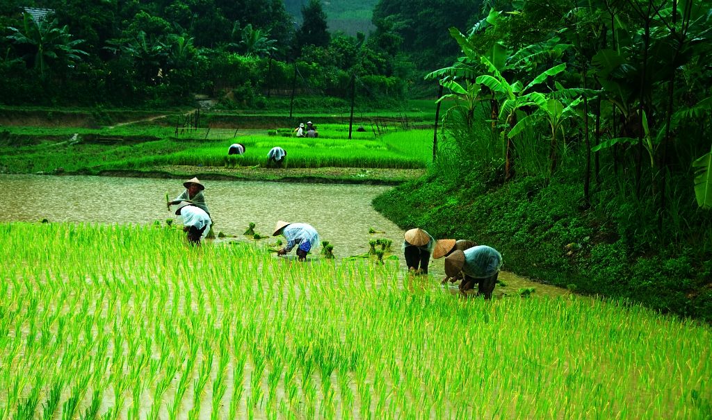 Vietnam - Campos de arroz