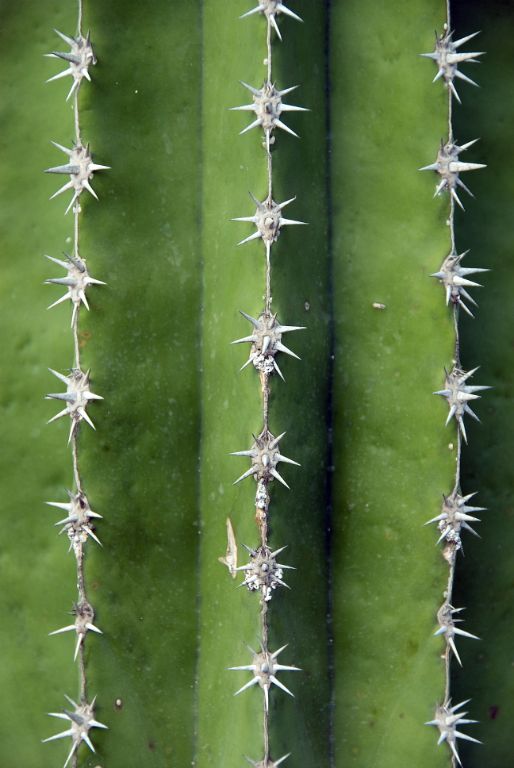 Cactus, Tenerife, 2006