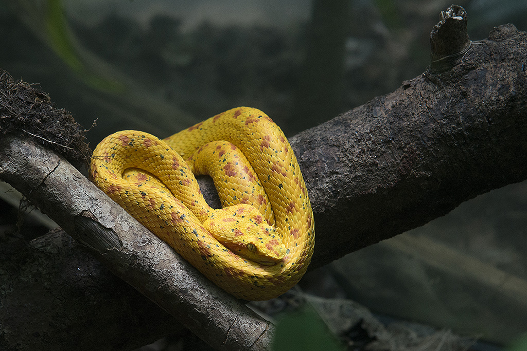 Monteverde, serpiente venenosa bocaracá o toboba de pestañas (Costa Rica), 2016